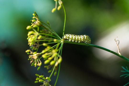 A caterpillar sitting on a fresh dill plant in the garden - closeup with selective focus