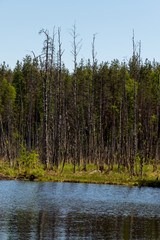 Obraz premium Trees on shore