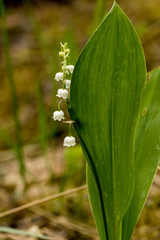 Lily of the valley