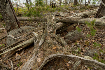 Crumble wood trunk