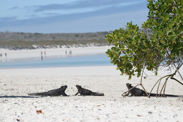 Iguana Galapagos