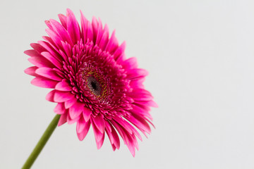 Single pink gerbera daisy isolated on a white background