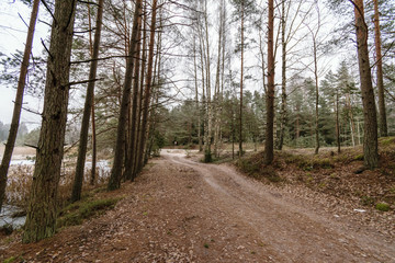 Obraz premium tree trunk textured background pattern