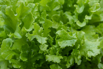 Lettuce (Lactuca sativa)