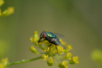 Fliege