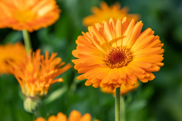 Pot marigold (Calendula officinalis)