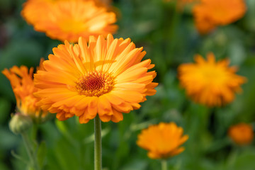 Pot marigold (Calendula officinalis)