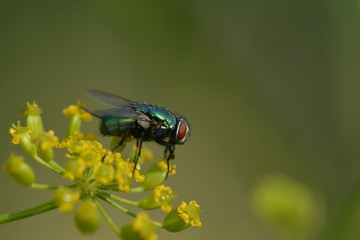 Fliege