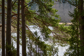 tree trunk textured background pattern