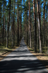 Fototapeta premium tree trunk textured background pattern