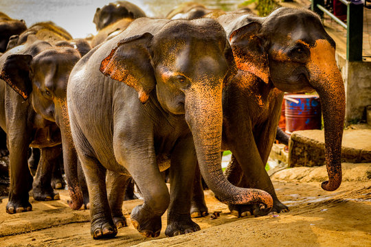 Elephants in Pinnawala, Sri Lanka