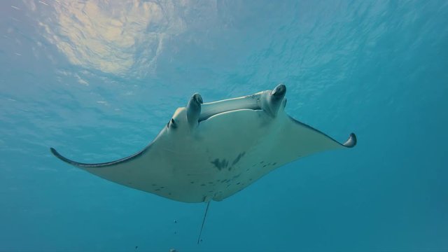 manta ray in Maupiti, french polynesia