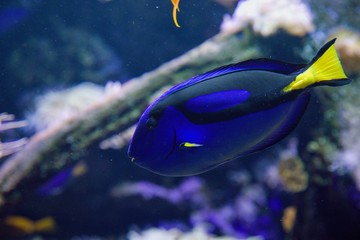 sea ​​fish in aquarium