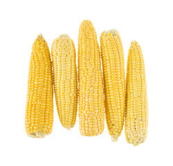 corn on isolated white background