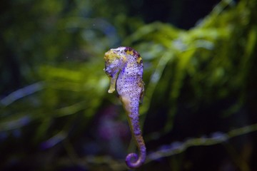 Seahorse in aquarium © marekkacir