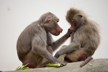 two baboons is relaxing
