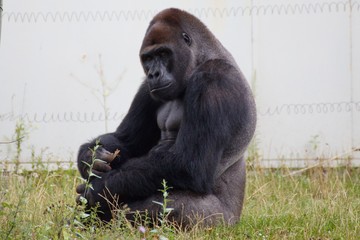 black gorilla sitting in the grass