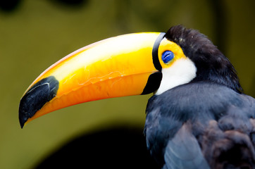 Bright toucan