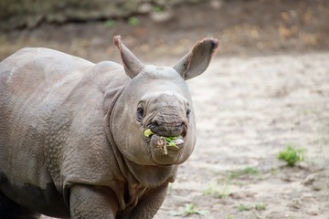 Naklejka premium małe nosorożce