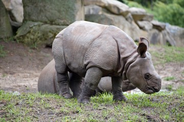 Naklejka premium małe nosorożce