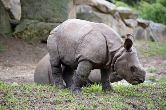 little rhinoceros