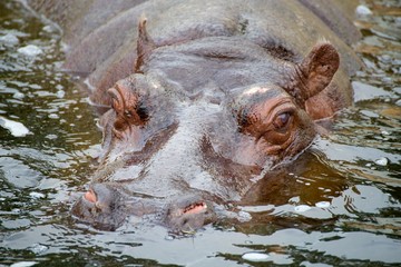 Fototapeta na wymiar hippopotamus in water