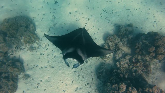 manta ray in Maupiti, french polynesia