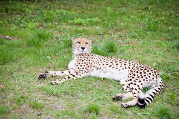 Cheetah lies on the grass