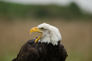 Bald eagle open beak head shot
