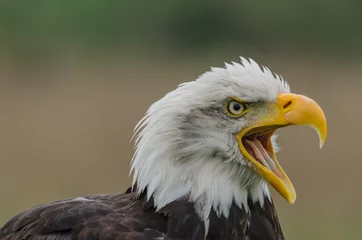 Foto op Plexiglas bald eagle head shpt close up  © David