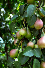 A green pear on a tree