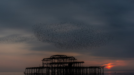 Starling flock ay sunset