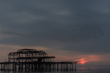 Flock of starlings over derelict pier