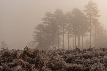 trees in the new forest mist