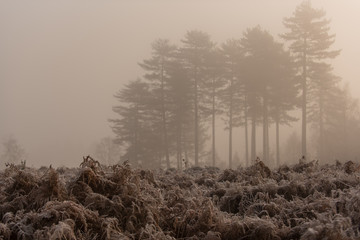 trees in the new forest mist