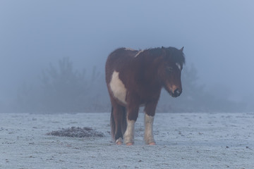Pony in the morning mist