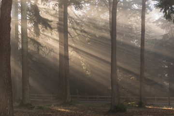 Sun beams through misty trees