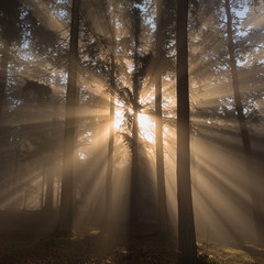 Sun through the mist and trees