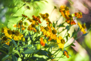 Yellow helenium blooming on the summer field.