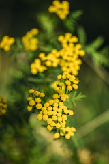 Tanacetum vulgare blooming on the summer field.