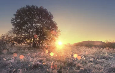 Gartenposter Natur Landschaft der Herbstnatur morgens bei Sonnenaufgang. Sonnenstrahlen auf Herbstwiese mit Baum. Raureif auf gelbem Gras. Erstaunliche Morgendämmerung auf wilder Natur mit leuchtendem Bokeh. Schöne natürliche Szene der Landschaft