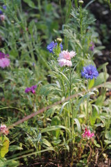 Cornflowers on the garden patch