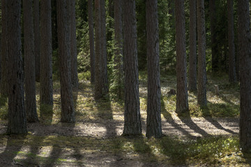 Obraz premium tree trunk textured background pattern