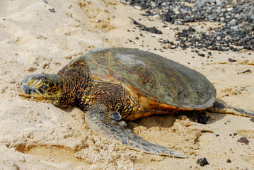 Turtle Kona Hawaii