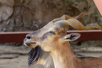 a young markhor