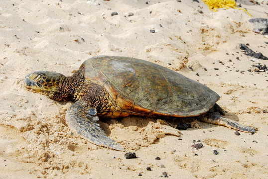 Turtle Kona Hawaii