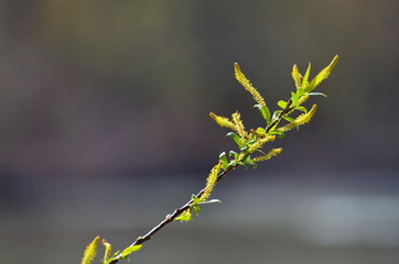 Flowering willow twig