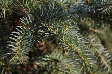 Green spruce needles