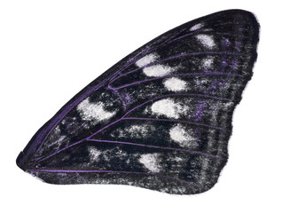 orange and violet single butterfly wing on white