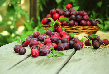 Plum spread or Cherry plum or cherry plum (Latin Prunus cerasífera), a good harvest. Harvest. Selective focus, side view, space for copy.